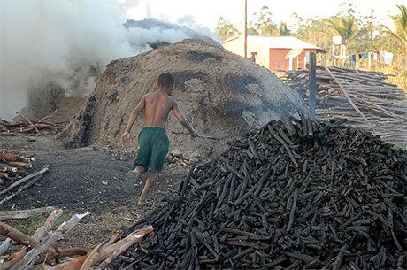 TRISTE REALIDADE DE NOSSO ESTADO DE SANTA CATARINA, NOS ÚLTIMOS 12 MESES, AUDITORES FISCAIS DO TRABALHO (MTE), LIBERTARAM 445 CRIANÇAS E ADOLESCENTES, EM ATIVIDADES ILEGAIS.